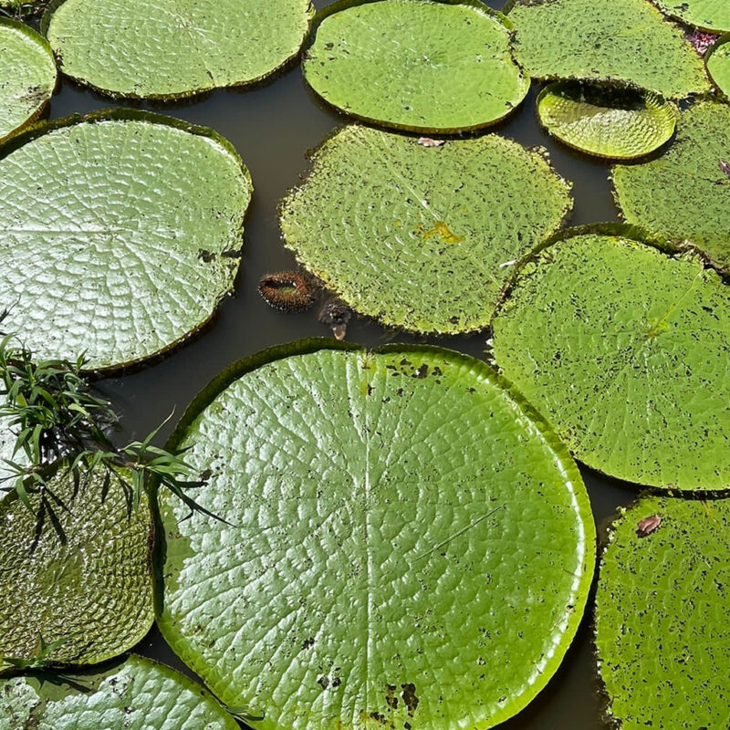 Profissionais vivem experiência na Amazônia
