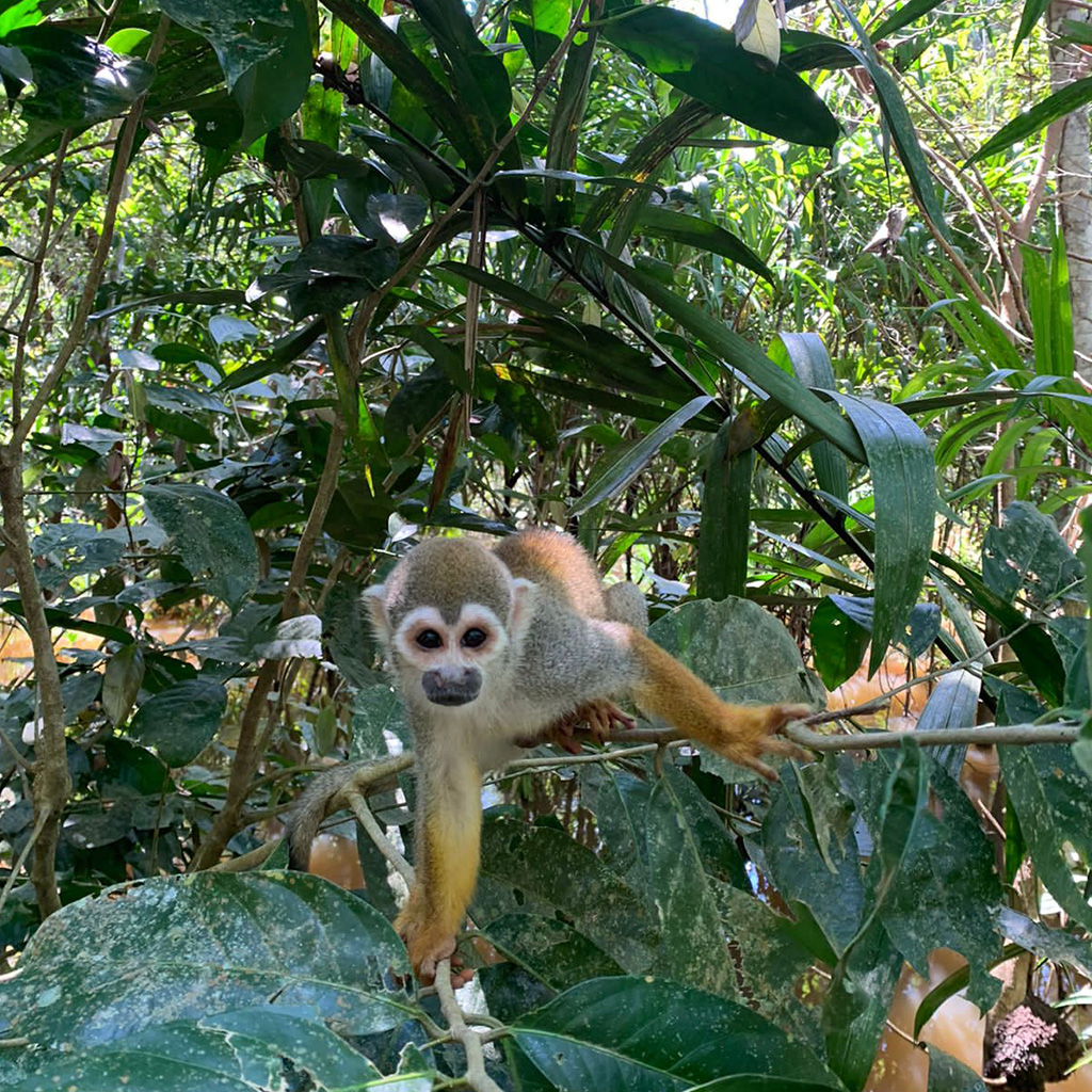 Connectarch leva profissionais a viverem experiência na Amazônia