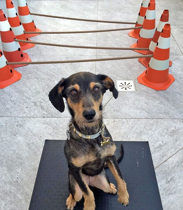 Estopinha and Barthô choose porcelain Eliane